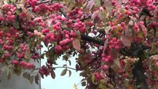 Pacific Crab Apple