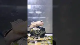 Познакомьтесь с рыбой, которая ходит по суше! #животное #рыба #милый