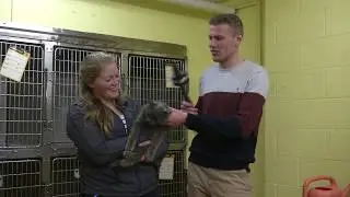 Pet of the Week at Ingham County Animal Control and Shelter
