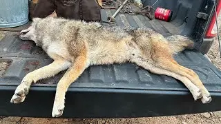 Coyote Caught Overnight, 40 Degree Temperature Drop