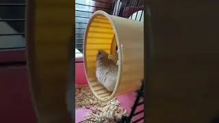 Моя пушинка 🐹#хомяк #хомяктв #хомка