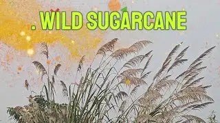 Saccharum spontaneous, Fodder Cane, Wild Sugarcane,Kans grass, African grass