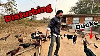 Ducks Disturb Kar Rahe Murgiyo Ko ||