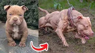 Dogs Grow Up | Baby Cute Dogs And Cats Grow Up | Before & After Animals