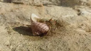 Rab - Goli otok