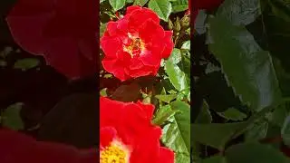 Rose bush on a bright summer day 🌹 Куст роз в яркий летний день