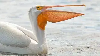 Get To Know The American White Pelican