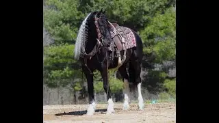 SOLD: Hillside Delta Charlie presented by Buckeye Acre Farm