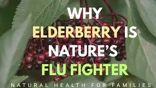 Elderberry Explained | Immune, Heart & Respiratory Health