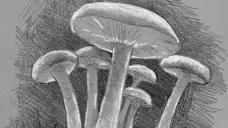 Drawing Mushrooms on Strathmore Grey Toned Paper