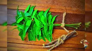 CULTIVER LE NEEM et transformez en huile de neem