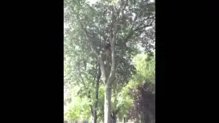 Tree cutting