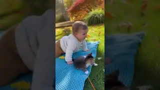 Watch this baby crawl toward the playful kitten 😍 #adorable #babyanimal #wholesome