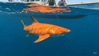 Orange Nurse Shark Encounter Off Costa Rica