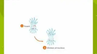 Binary fission in Amoeba