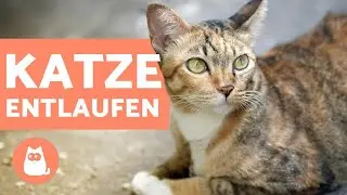 Katze weggelaufen - Findet sie allein zur&uuml;ck?