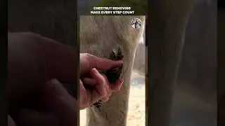 Chestnut Removing Make Every Step Count.#chestnut #horse #horsecare #satisfying #asmr #horsegrooming