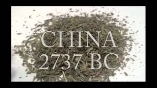The Wee Tea Company - Teatorial 5 - Green Tea