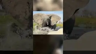 Terrifying video shows elephant charge at tourists amid safari