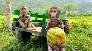 Bim Bim and Obi eat cobra melon deliciously