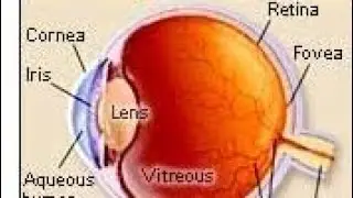 STRUCTURE OF HUMAN EYE/मानव ऑंख की संरचना, CLASS 8 & 10, SCIENCE.