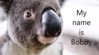 Bobby