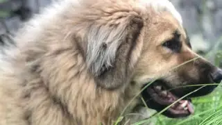 Most Beautiful Bakarwal Dog | 14 months Old Bakharwal Dog #BakharwalDog