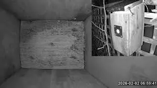 SoBo Nest Box Live Stream