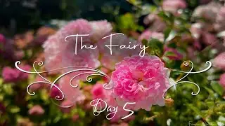 The Fairy Rose &bull; Tiny Blush Clusters &bull; 24 Days of Roses & Classical Music &bull; French Garden Roses