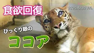 【ココア アムールトラ】食欲が回復！🐯時間展示でココアに会えた！釧路市動物園