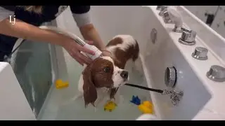 #repost Hong Kong Pet Cafe & Staycation