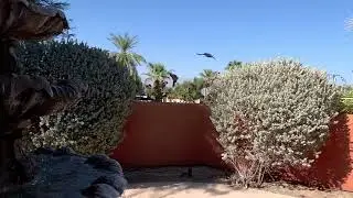 Mourning Dove Birds taking flight Slow Motion