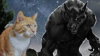 Cat vs Werewolf | Werewolf vs Cat