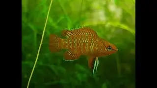 Dario dario breeding