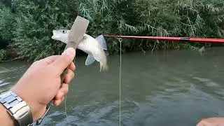 Нахлыст на реке Иордан. Fly Fishing on the Jordan River