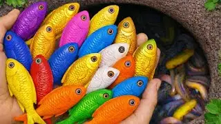 Catch Colorful Aquarium Fish in Giant Colorful Egg, Tiger Tetra, Pencil Fish, Eel, Baby Turtle,Koi