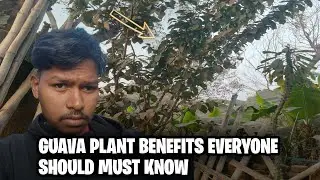 GUAVA PLANT BENEFITS EVERYONE SHOULD MUST KNOW | FROM PLANT TO FRUIT 