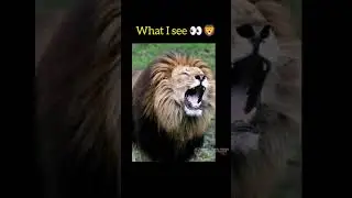 DHONI 🦁🥵 #cskfans #cskstatus #cskstatus #cskvsdc #cskvsrr #cskvskkr #cskvskkr #cskfans #dhoni