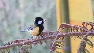 Great Tit (Parus Major)