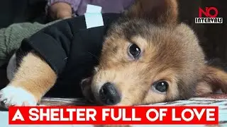 Indonesian Woman Rescues Hundreds Of Stray Animals | Entertainment News | No Intervals