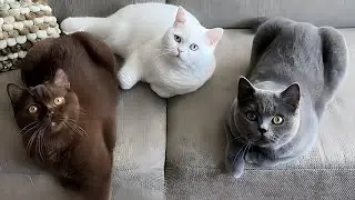 Cat Finds a Kitty in Its Bed and Reacts in the SWEETEST WAY 😸