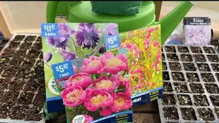 Bagged Bare Root Perennial Plants : What are they and why you should buy them