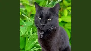 Cat and kittens music 14
