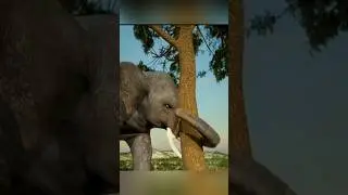 How strong the elephant's trunk. #facts  #shorts.
