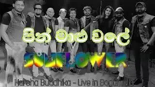 Sunflower පින් මාළු වලේ | Pin Malu Wale | Harsha Buddhika | Sunflower Official      #sunflower