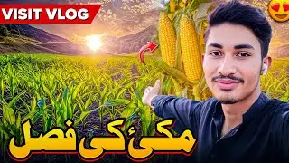 🌽 Amazing Maize Crop in Village | Corn Farming Vlog 2025 🌾 | Makkai Ki Fasl