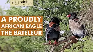 Bateleur Eagle l Birds of the Bush