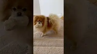 Ultimate Pomeranian Playtime Compilations!#pomeranian