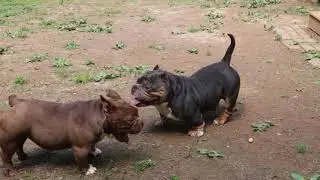 3 Next Level Merle Males Available