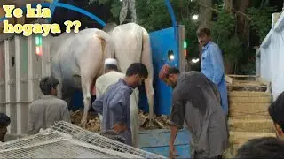 Unloading ke doran ye kia hogaya JDC cows 2023 | life With Yury | #jdc #unloading #qurbani